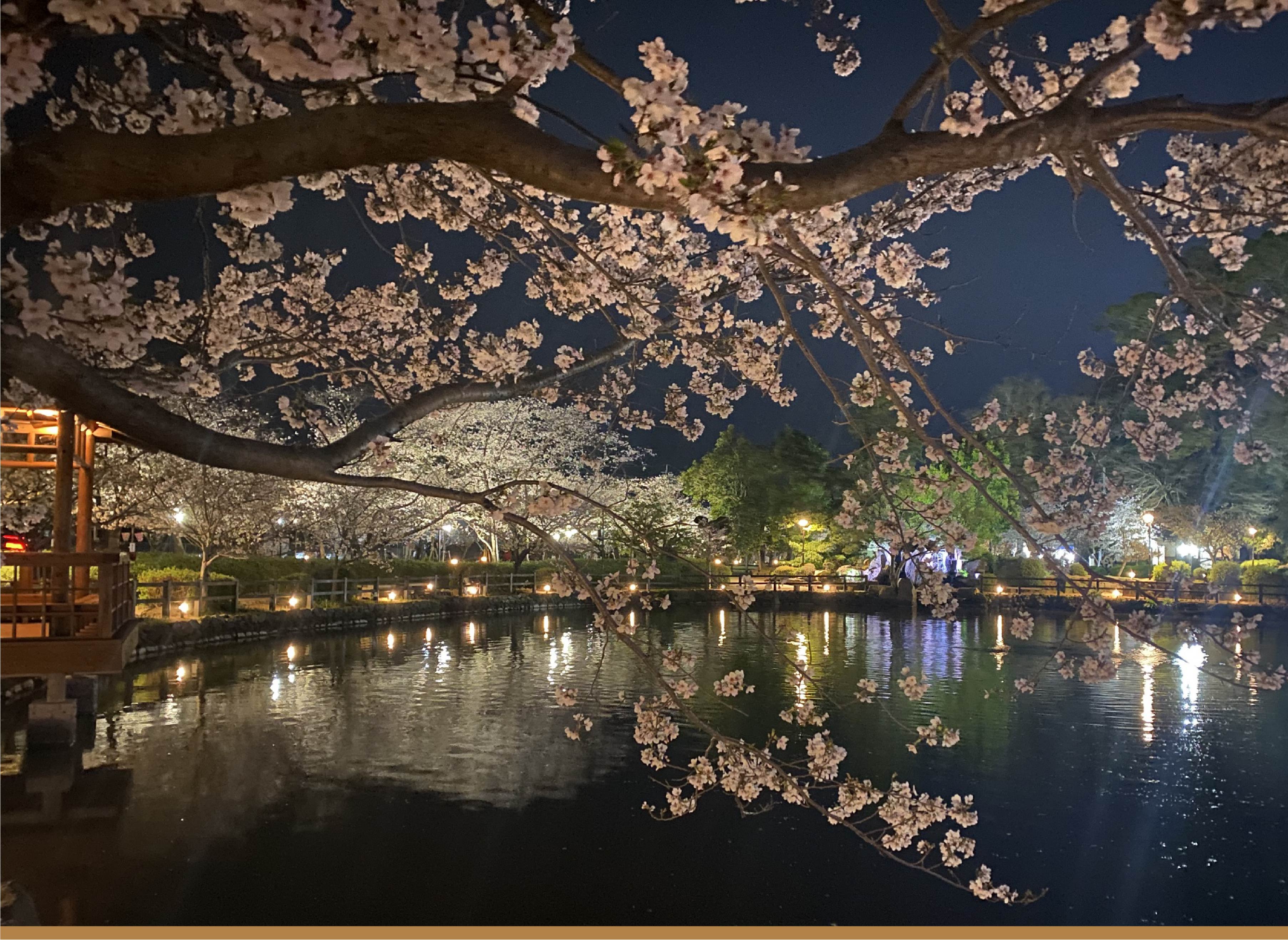 大村公園夜桜